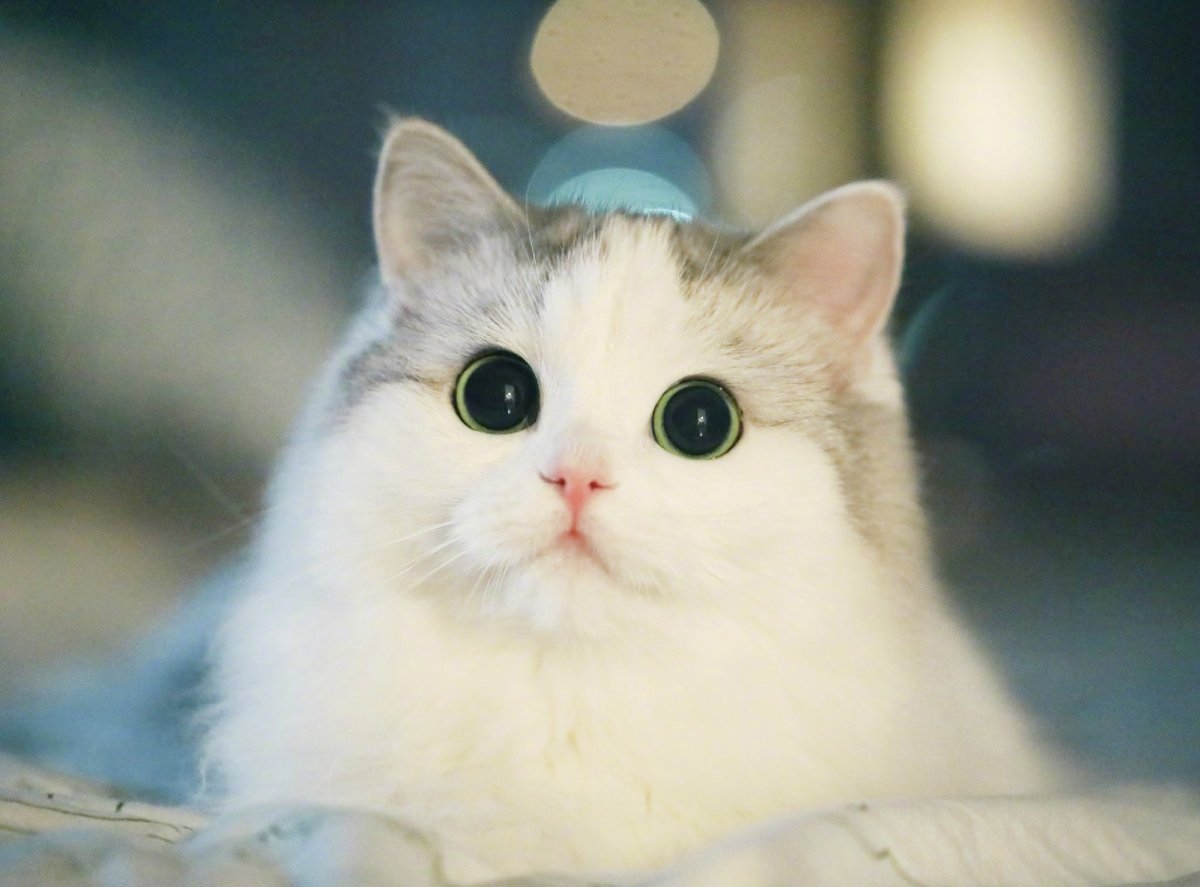 Смешные котики