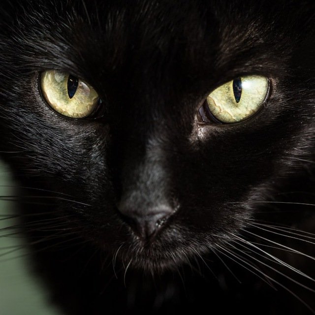 Киска чат 18+ | Общение и знакомства