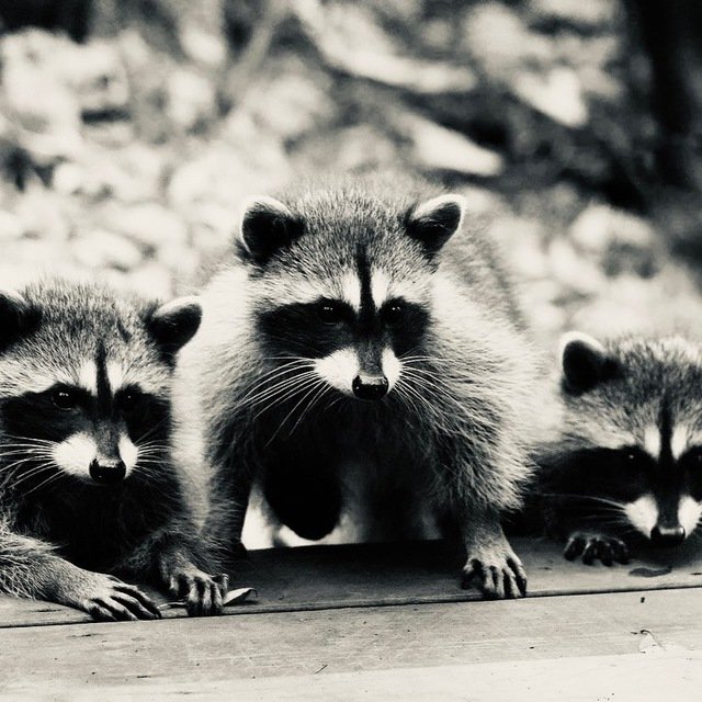 Три Енота 🦝| Химчистка | Уборка | Клининг