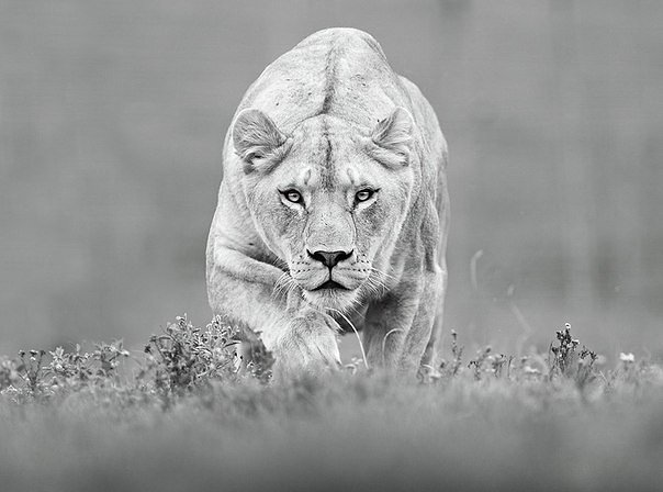 ИНВЕСТОР24.РФ