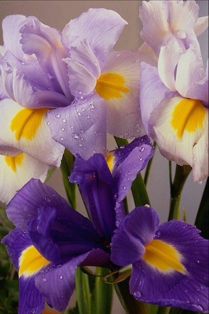 Психологическая поддержка