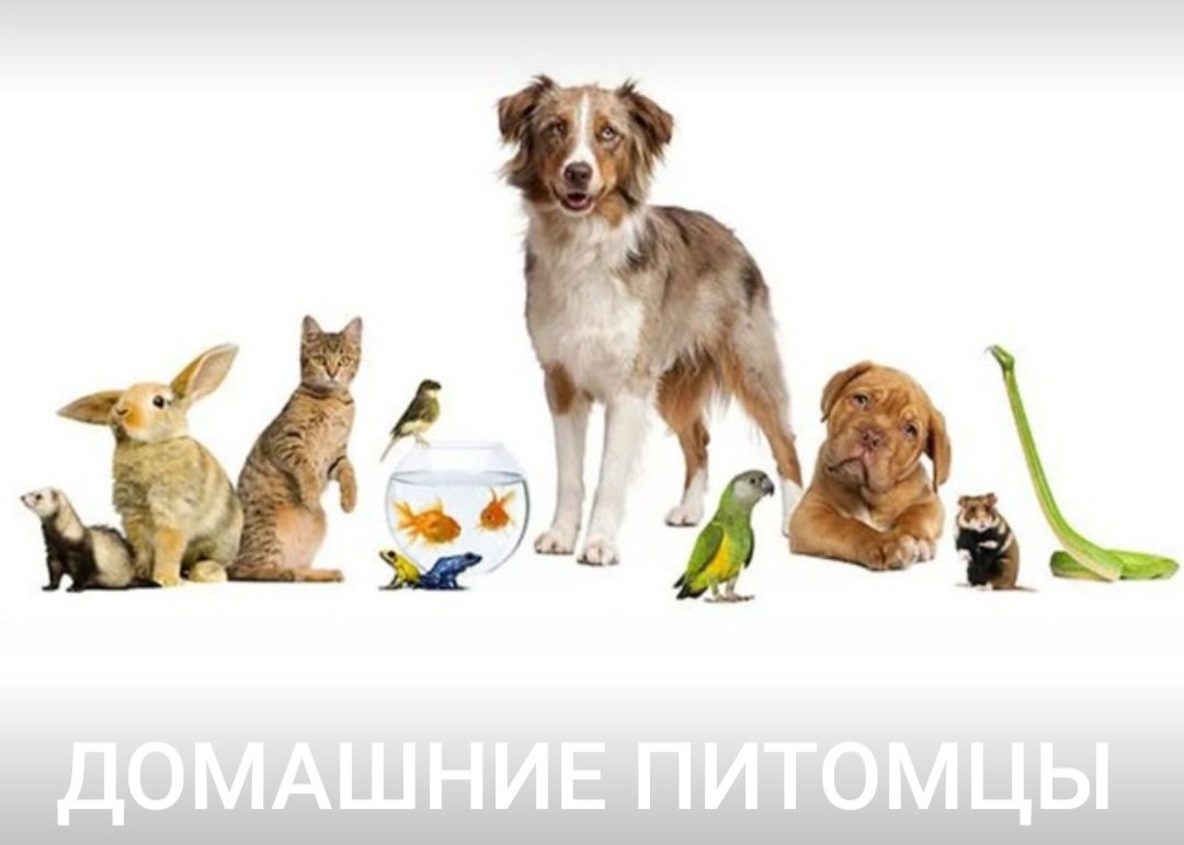 Домашние Питомцы  - г. Московский @dp-mo