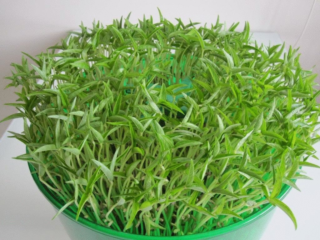 Всё о Микрозелени