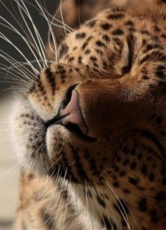 💙 ⃟ ℂ𝕔ы͜͡л͜͡𝕠ч͜͡𝕜𝕦 ' ⃟💜