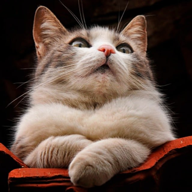 Кошачьи лапки