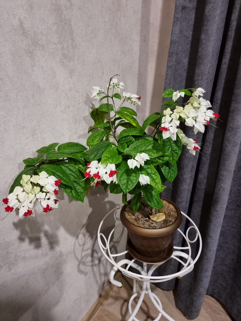 Волшебный сад