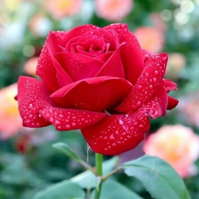 Знакомства