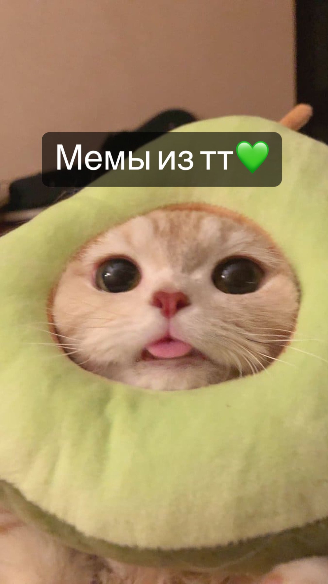 Приколы из тт💚 мемы с животными💚