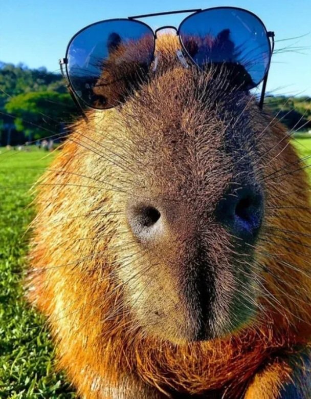 Жизнь капибары