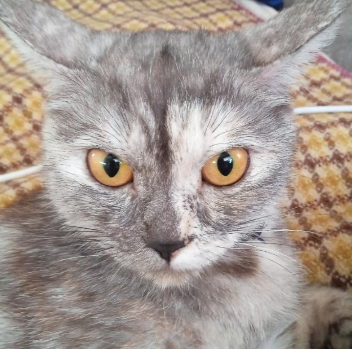 Хвостики! И все что сними связано