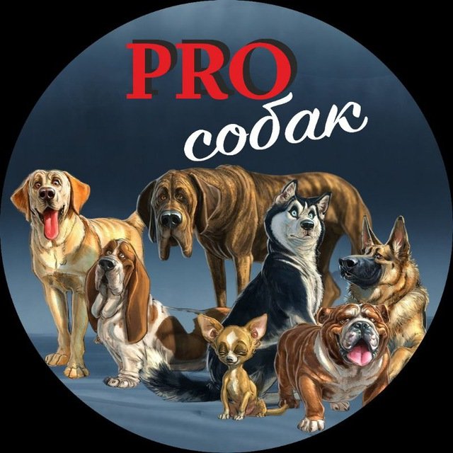 PROсобак