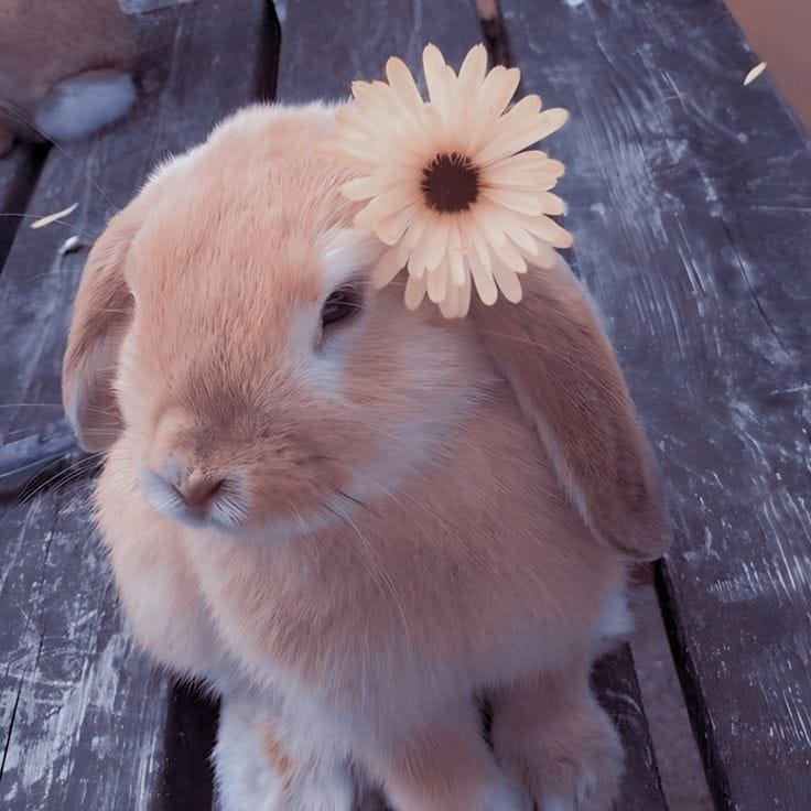 Ролка по своим персам