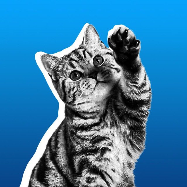 любимые мурлыки