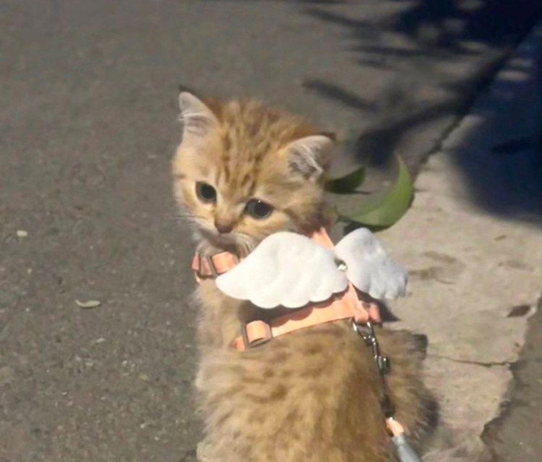 Котострофа | пикчи с котиками