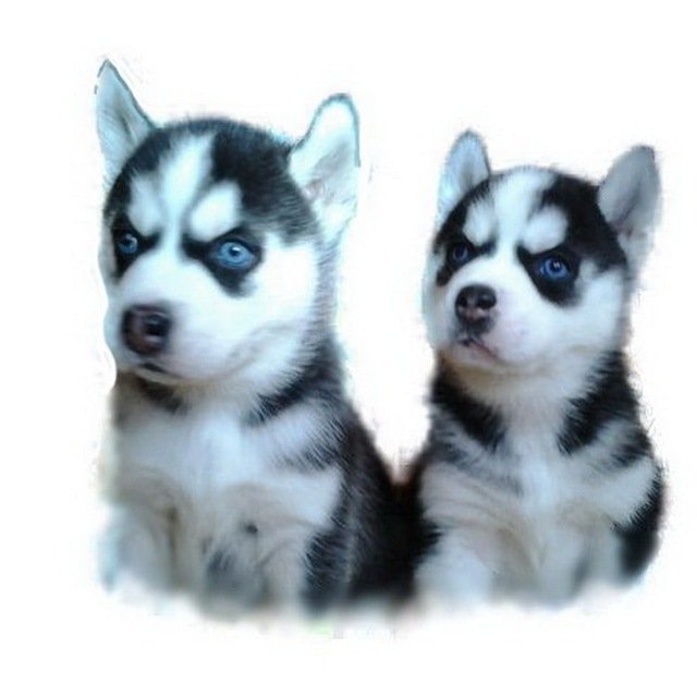 Питомник Крылатки