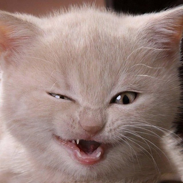 Смешные кошки | Юмор | Кошки