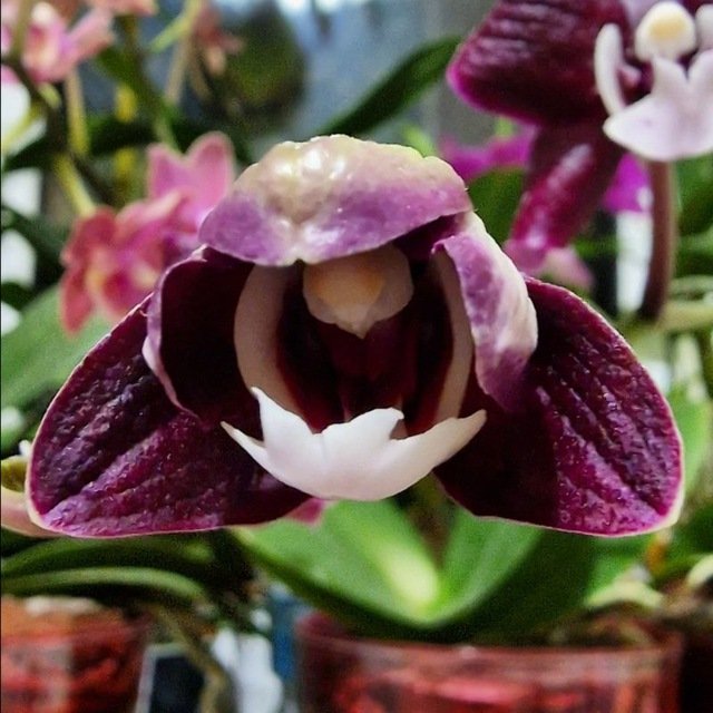 И зимний сад на подоконнике