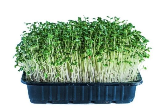 Великая МикроЗелень