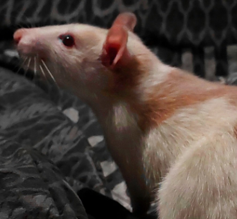 Подворье Olviko