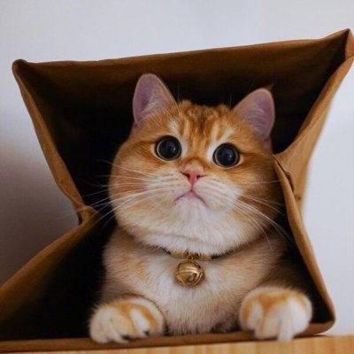 Животные, которые любят