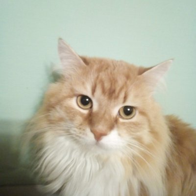 Мастерская Рыжий кот Рязань