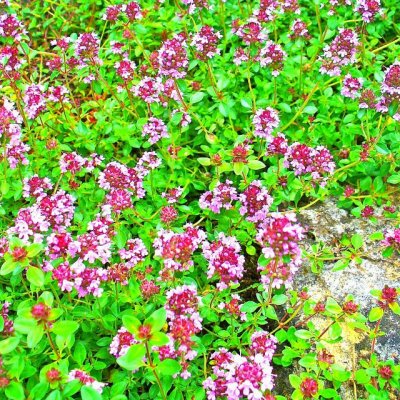 Ковёр из чабреца