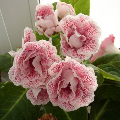 Клуб любителей геснериевых