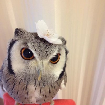 СОВА ВСЕГДА НА СВЯЗИ