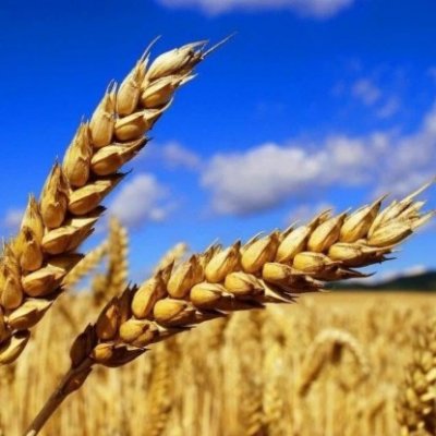 Волгоград, покупка продажа, земли сх, зерно, техника