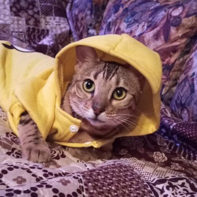 Семья России