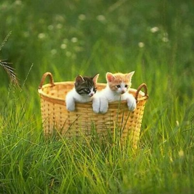 Пикник на обочине