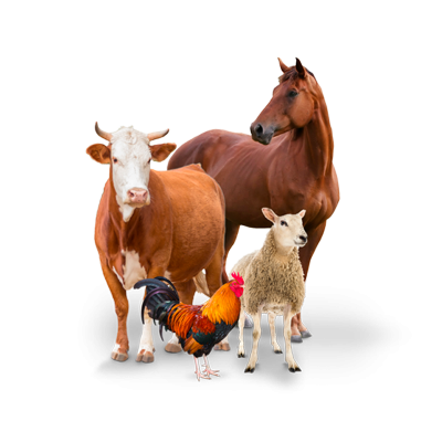 Крым Фермер - Ярмарка