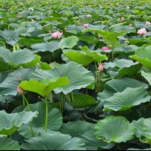 Объявления п.Трудовое, ст.Угольная г.Владивосток, г.Артем, Надеждинский район