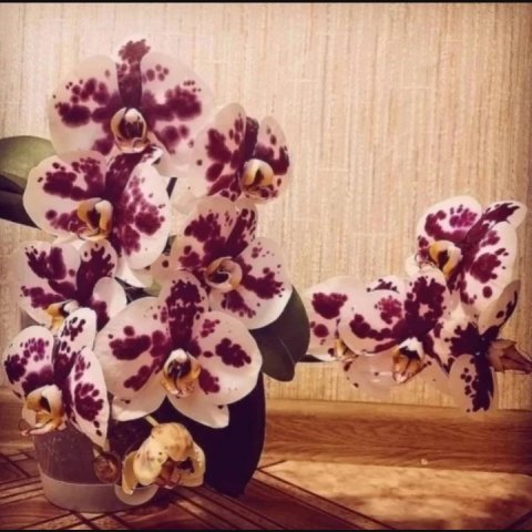 Цветочная группа