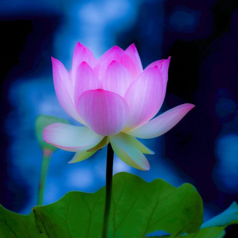 🌷Цветовод™ Тюмени₇₂🌼цветы-