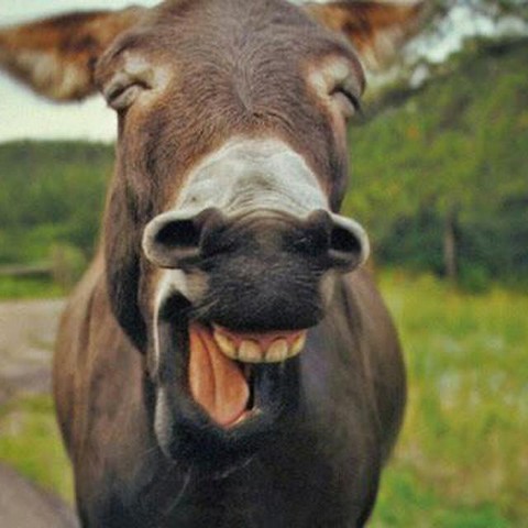 Неприкрытый сарказм