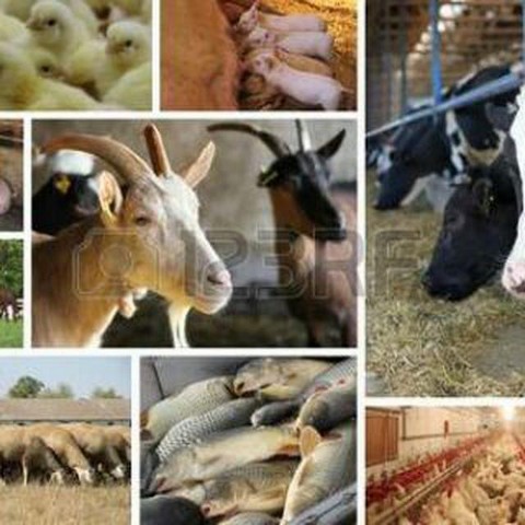 Разноэкспорт