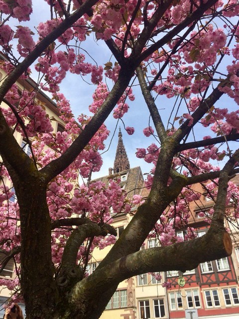 Тойота Корола