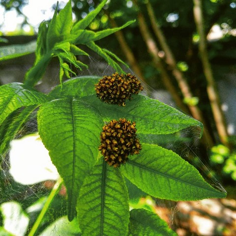 Мировое безумие