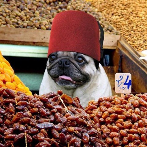 Мопсячьи ушки