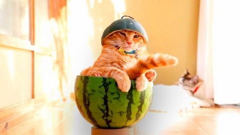 Каквамсам - мысли вслух