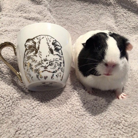 Морские свинки