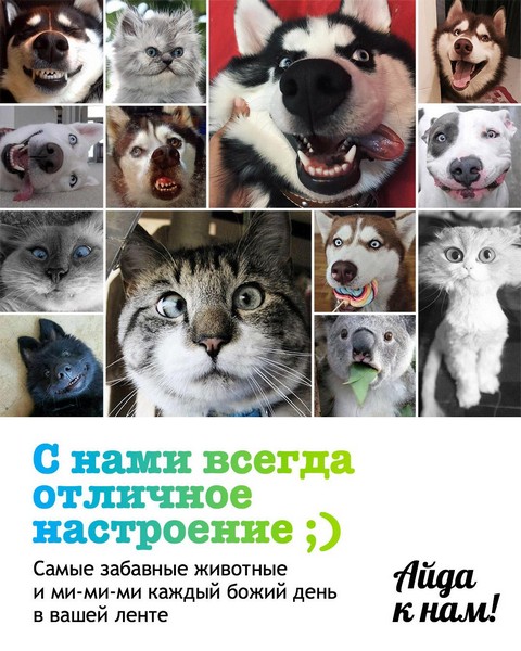 Мы любим забавных домашних животных :)