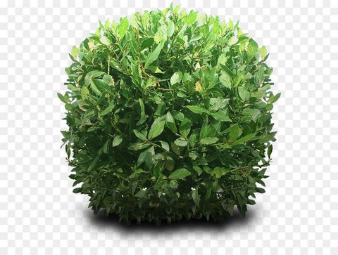 Жак из кустов