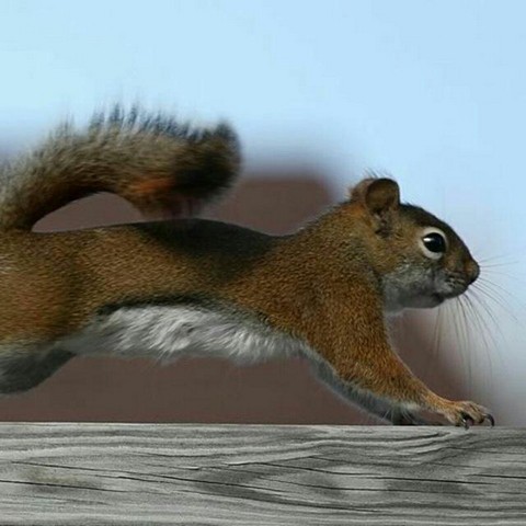 Бегай с белкой