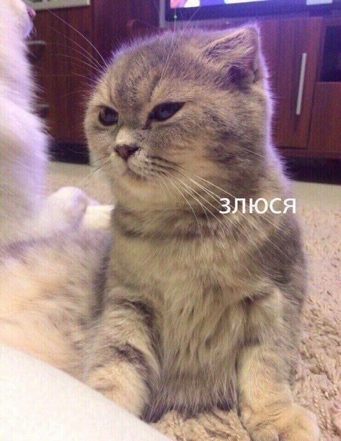 Злюся ненавистная.