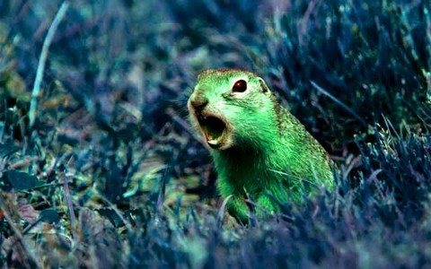 Упоротый Суслик