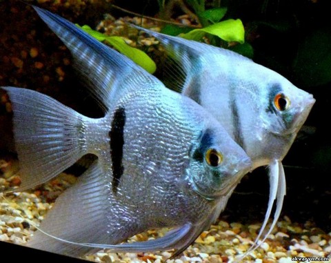 Аквариумная беседка Краснодара