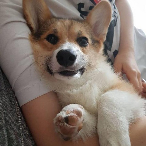 Жаба не будет против