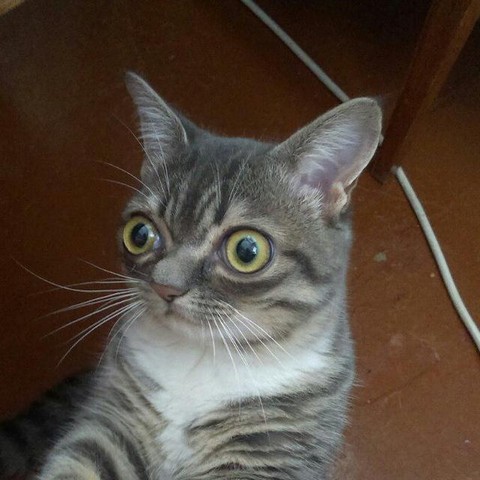 Рандомное число постов в сутки